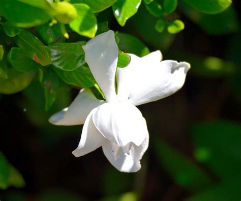 best time to cut back gardenia.